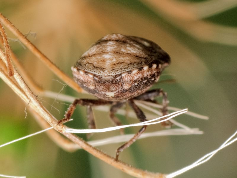 Vilpianus galii (Wolff, 1802)